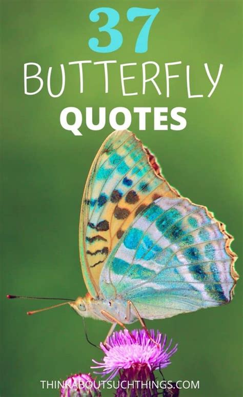 beautiful sayings about butterflies.